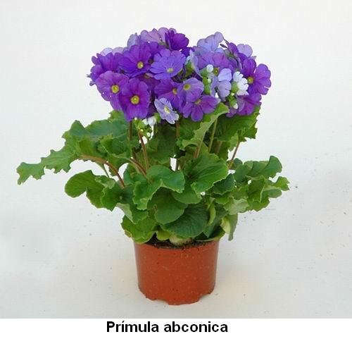 Prímula abconica.jpg
